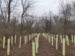 Sub-site 6 ´FFH priority Landau´ - Measure C.12: Strip-shaped mulched area with freshly afforested trees. The freshly planted trees stand in the green growth protectors.