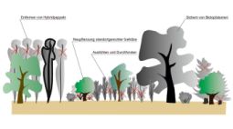 Entwicklung und Optimierung standorttypischer Hart- und Weichholzauwälder