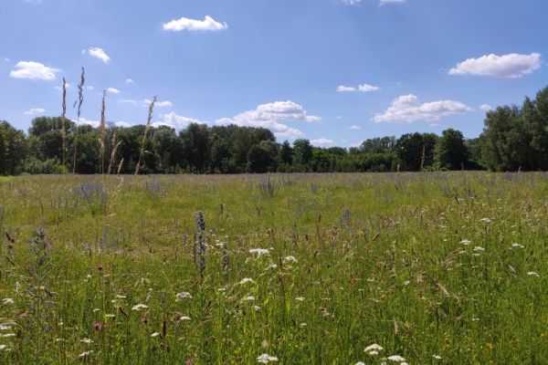Entwicklungsstadium, Teilgebiet 5 Kohärenzschwerpunkt Landau Entwicklungsstadium, Teilgebiet 5 Kohärenzschwerpunkt Landau