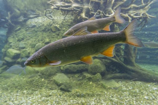 die Nase ist ein typischer Flussfisch der Isar und benötigt die kiesigen Flachwasserzonen als Laichplatz (Foto Wolfgang Lorenz)